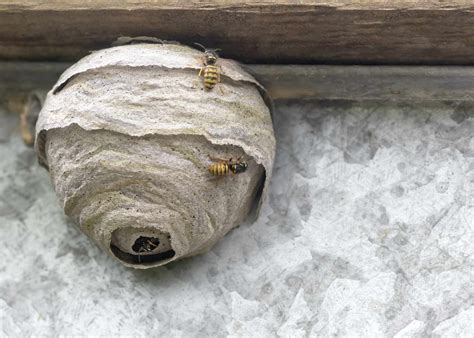 35645|wasp nest removal 35645.